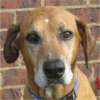 Rescue Dog